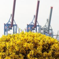 1770_2185 Forsythienblüte am Elbufer - im Hintergrund die Containerkräne am HHLA Container Terminal. | Bilder vom Fruehling in Hamburg; Vol. 1